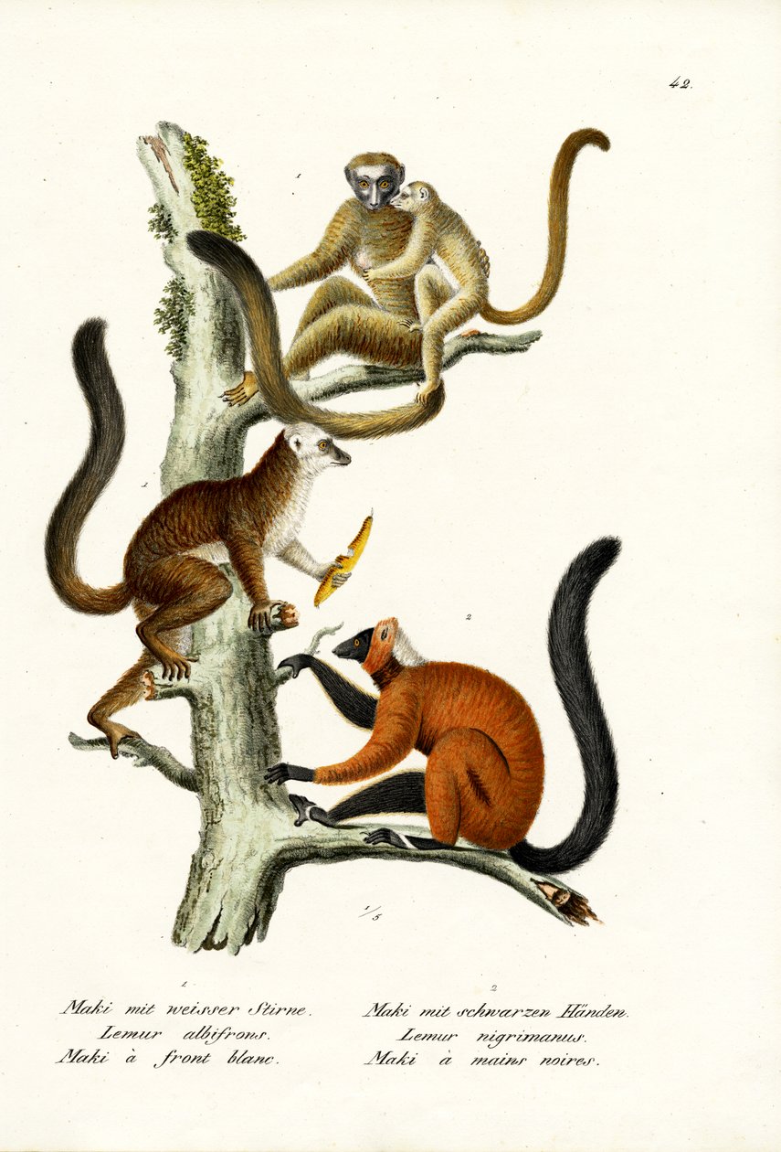 Vitfrontad lemur, 1824 av Karl Joseph Brodtmann
