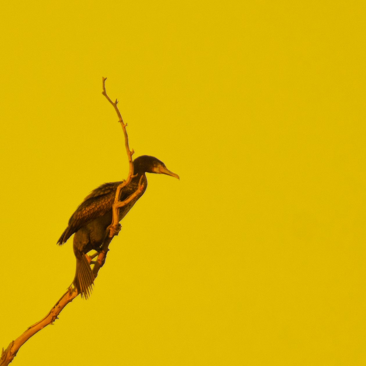 Hanging On (tittar åt höger) av Katha Wood