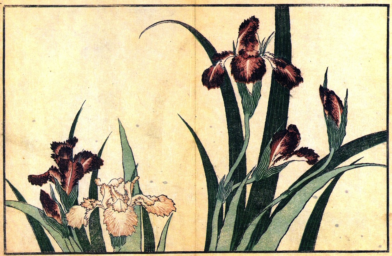 Irises av Katsushika Hokusai