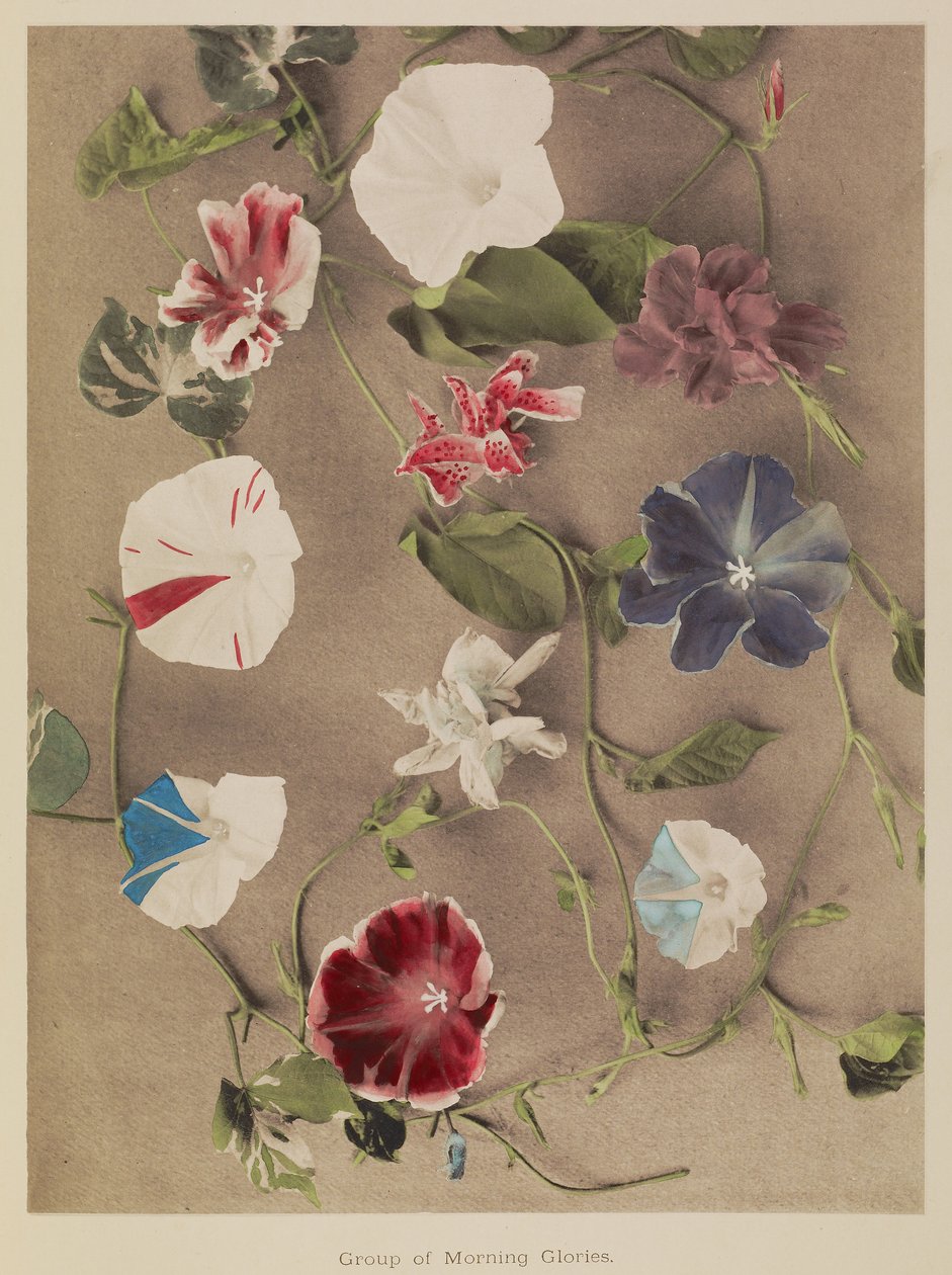 Grupp av Morning Glories av Kazumasa Ogawa