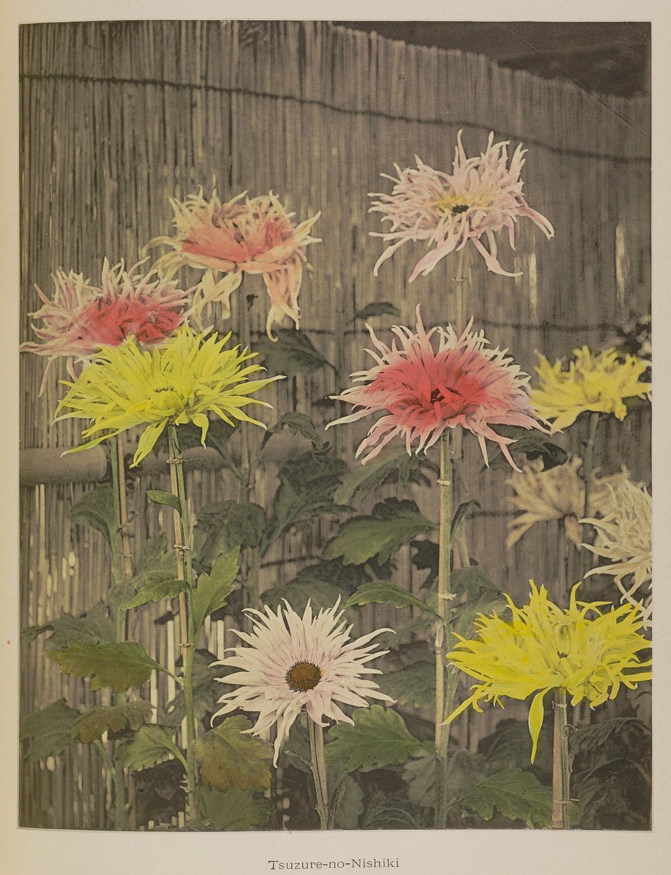 Tsuzure-no-Nishiki av Kazumasa Ogawa