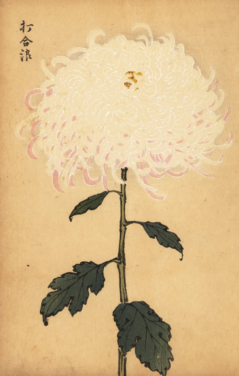 Hybrid vit krysantemum., 1893 (gravyr) av Keika Hasegawa