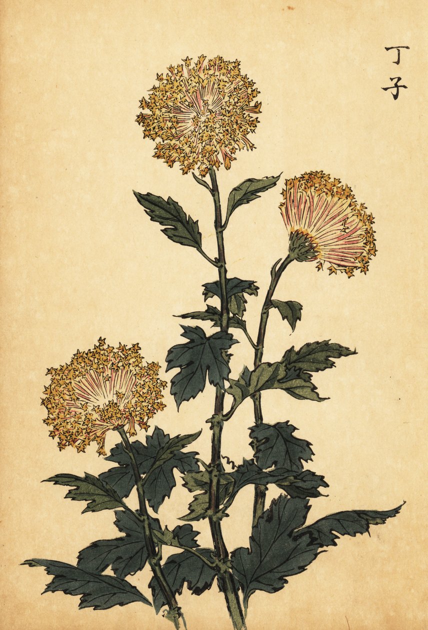 Hybrid gul krysantemum., 1893 (gravyr) av Keika Hasegawa