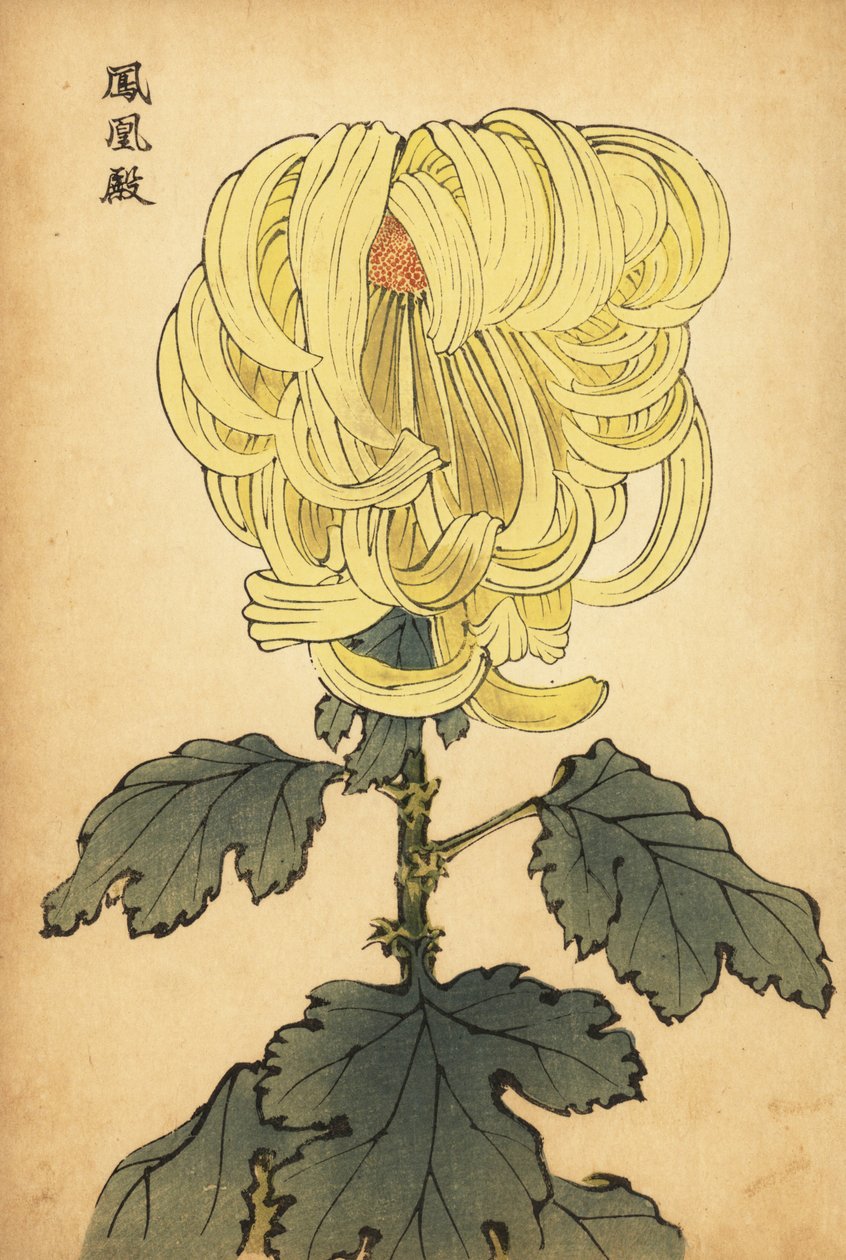 Hybrid gul incurve krysantemum., 1893 (gravyr) av Keika Hasegawa