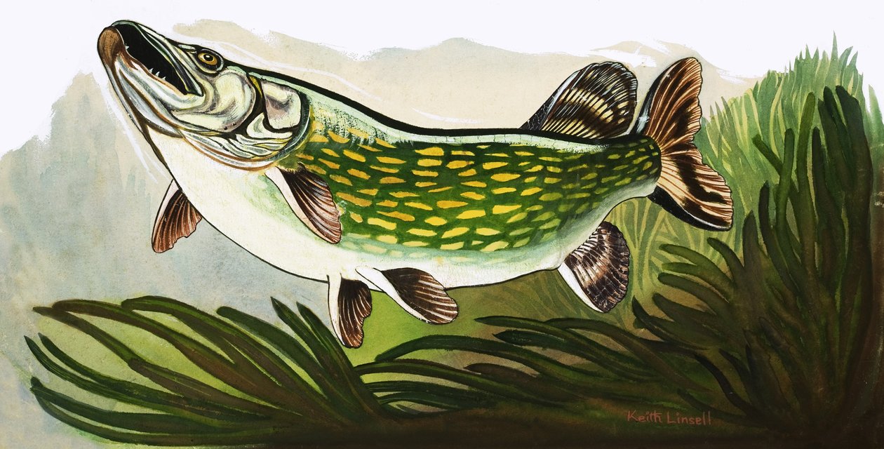 Låt oss gå och titta på fisk: Gäddan av Keith Linsell