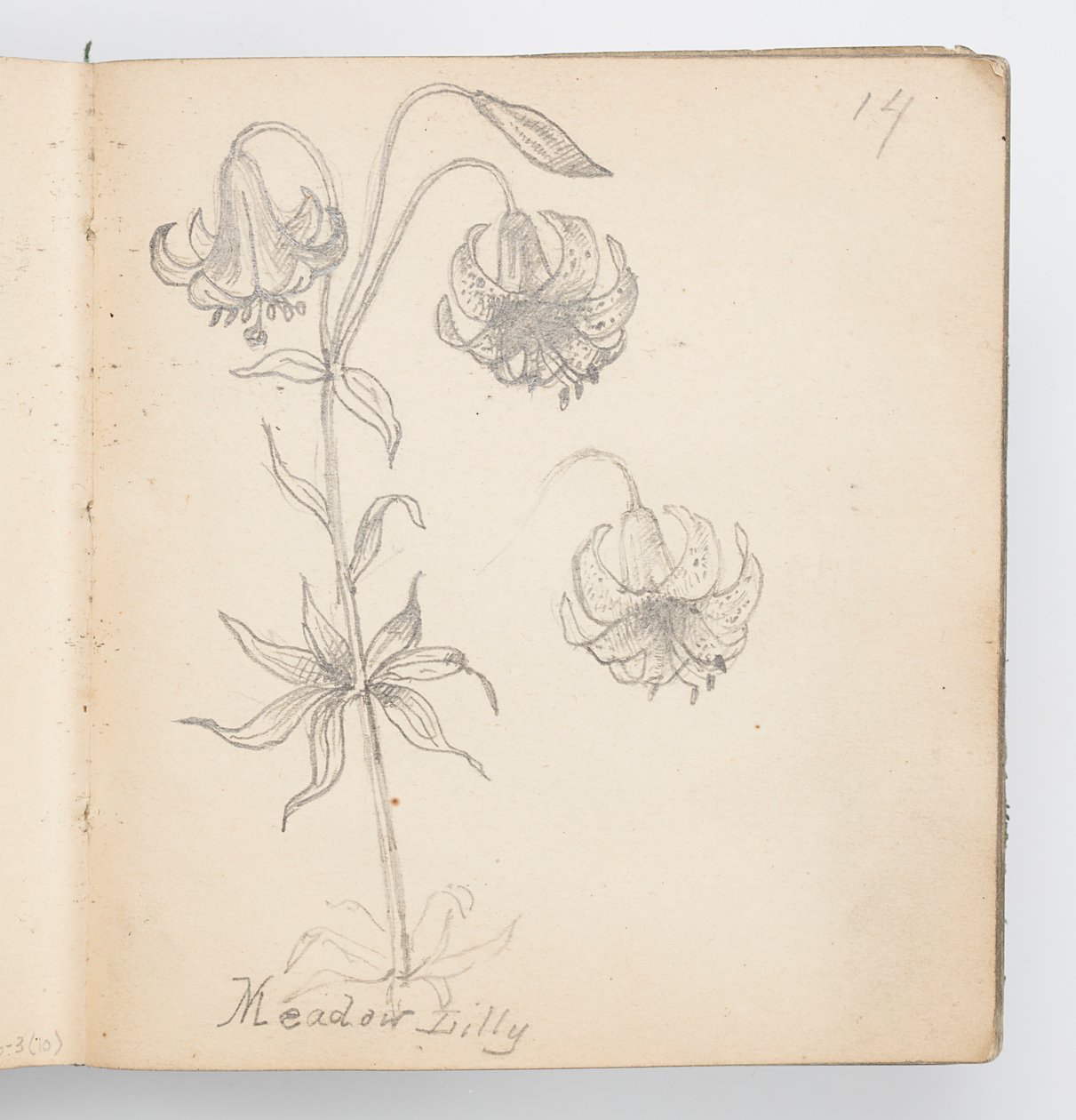 Skissboksida: Meadow Lily av Kenyon Cox
