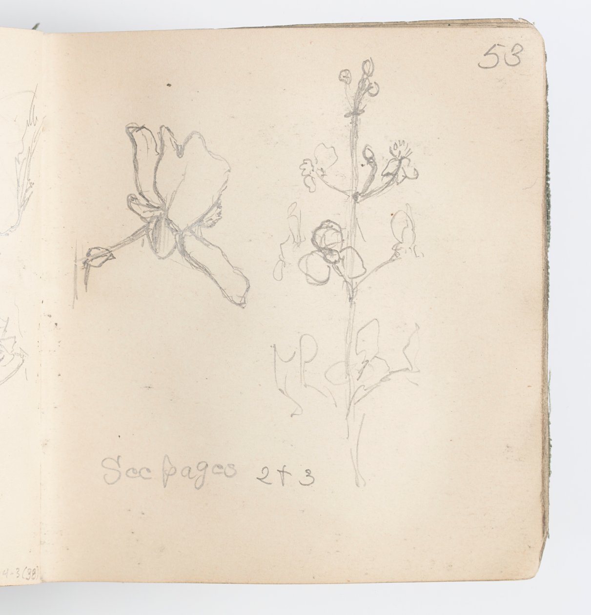 Skissboksida: Sketch of Flower av Kenyon Cox