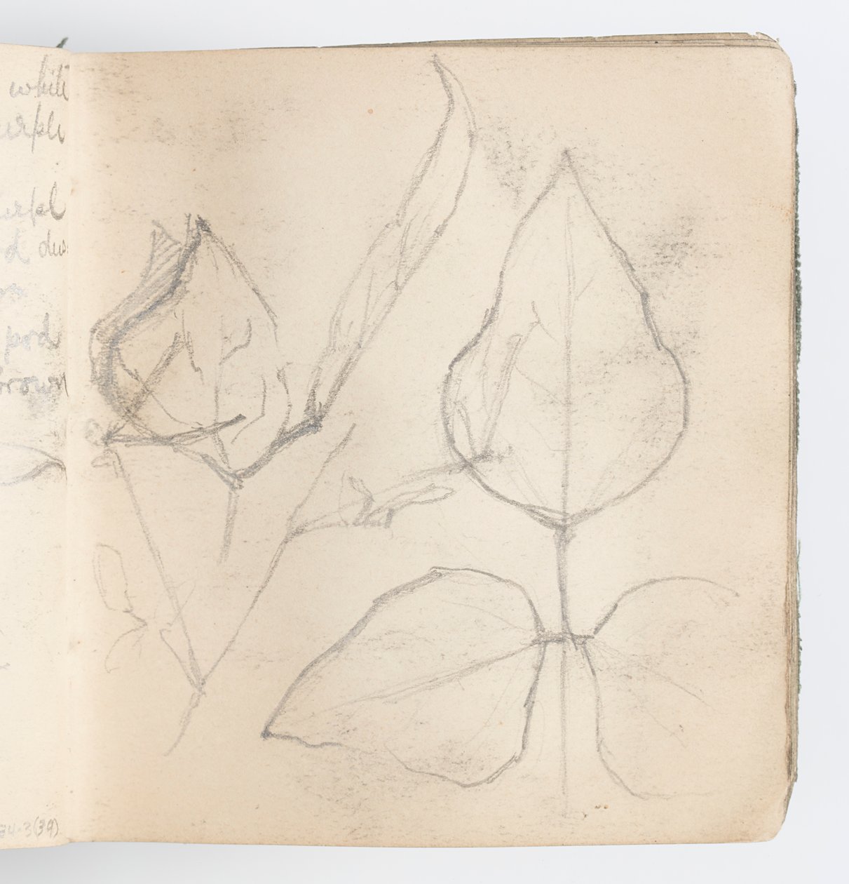 Skissbokssida: Study of Leaves av Kenyon Cox
