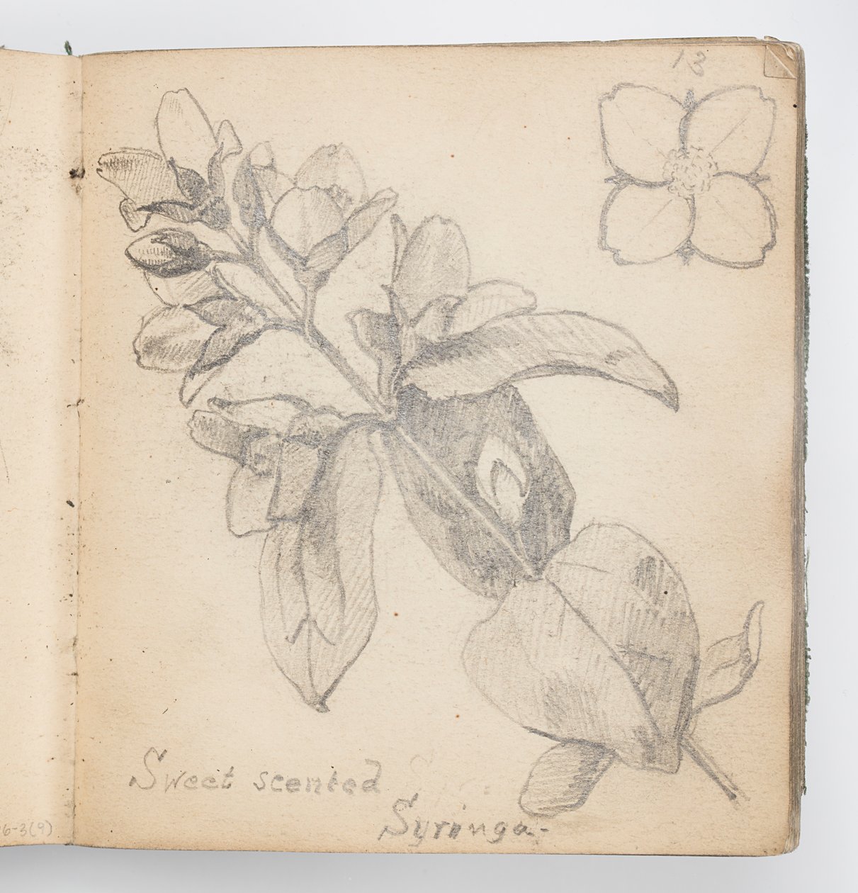 Skissboksida: Sweet Scented Syringa av Kenyon Cox
