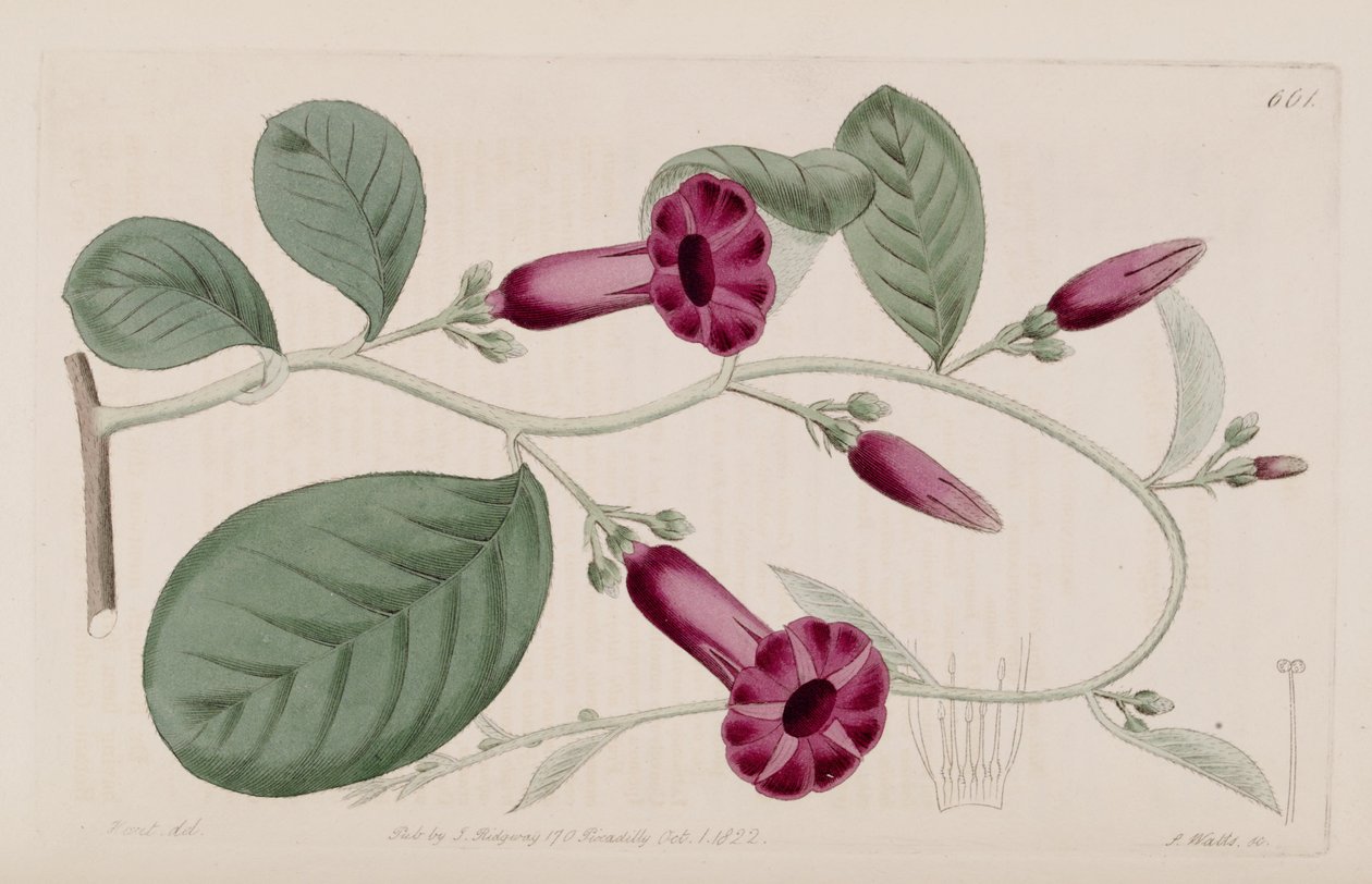 Argyreia cuneata av Ker Gawler