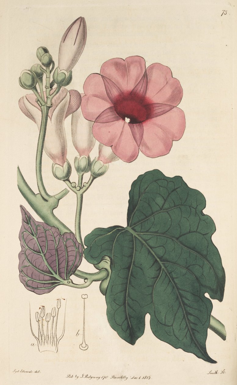 Ipomoea mauritiana av Ker Gawler