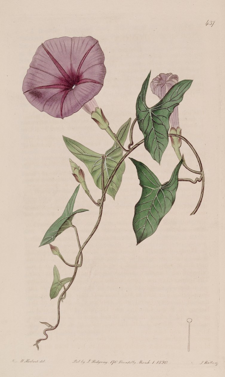Ipomoea sagittata av Ker Gawler