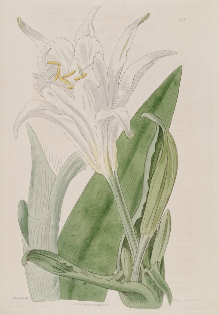 Ismene narcissiflora av Ker Gawler