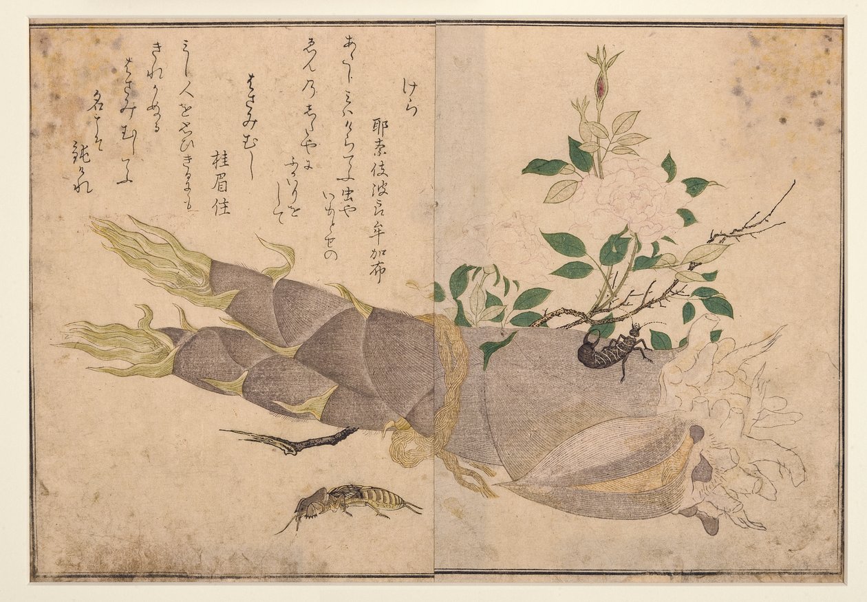 Örontvist och mullvadssyrsa, 1788 (träblock) av Kitagawa Utamaro