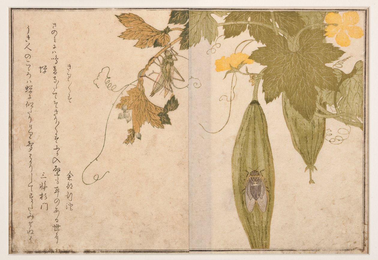 Sjungande cricket på cikada, 1788 (träkloss) av Kitagawa Utamaro