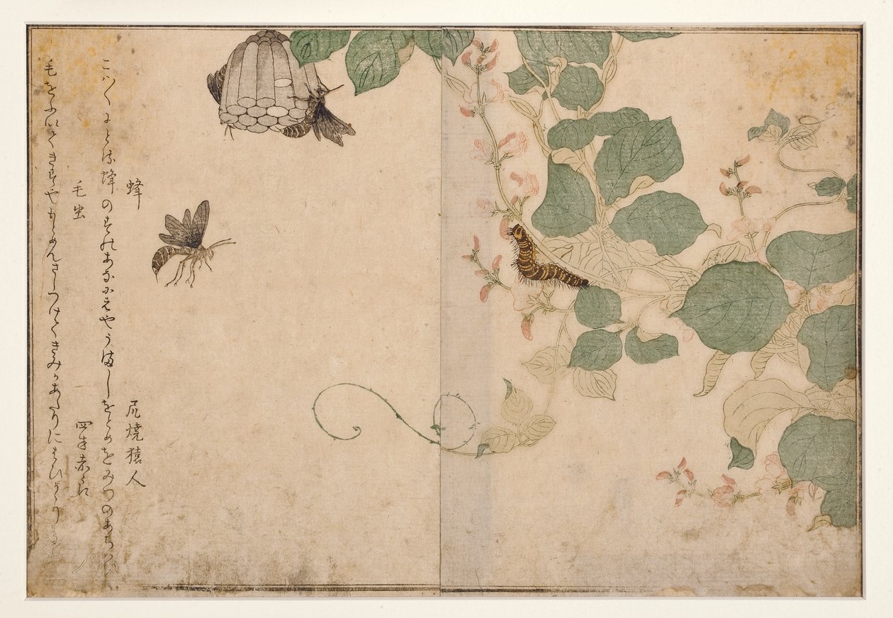 Getingar och hårig larv, 1788 (träblock) av Kitagawa Utamaro