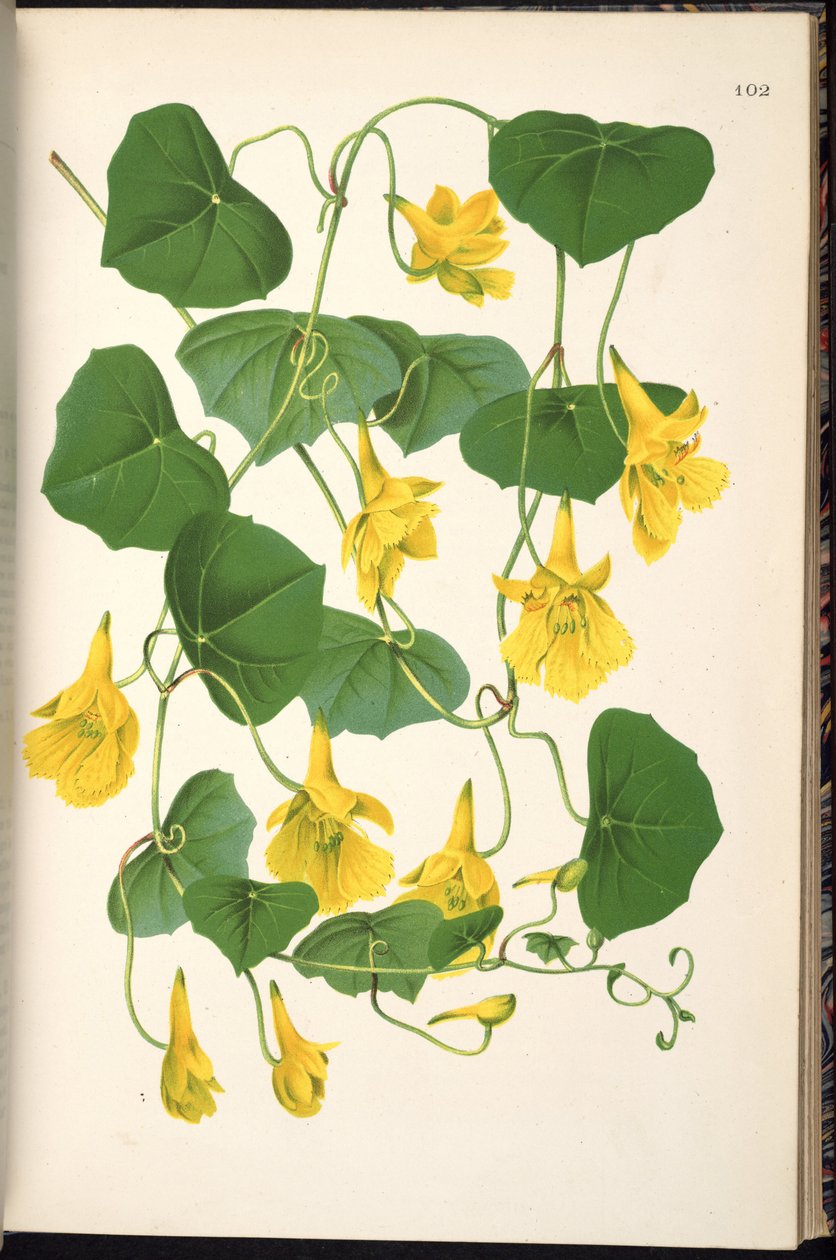 Tropaeolum pendulum av Klotzsch