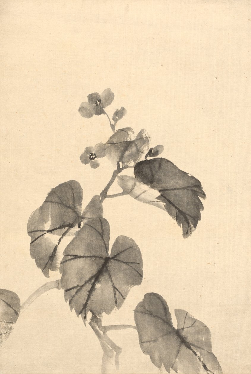 Gren av Begonia i blom. av Kono Bairei
