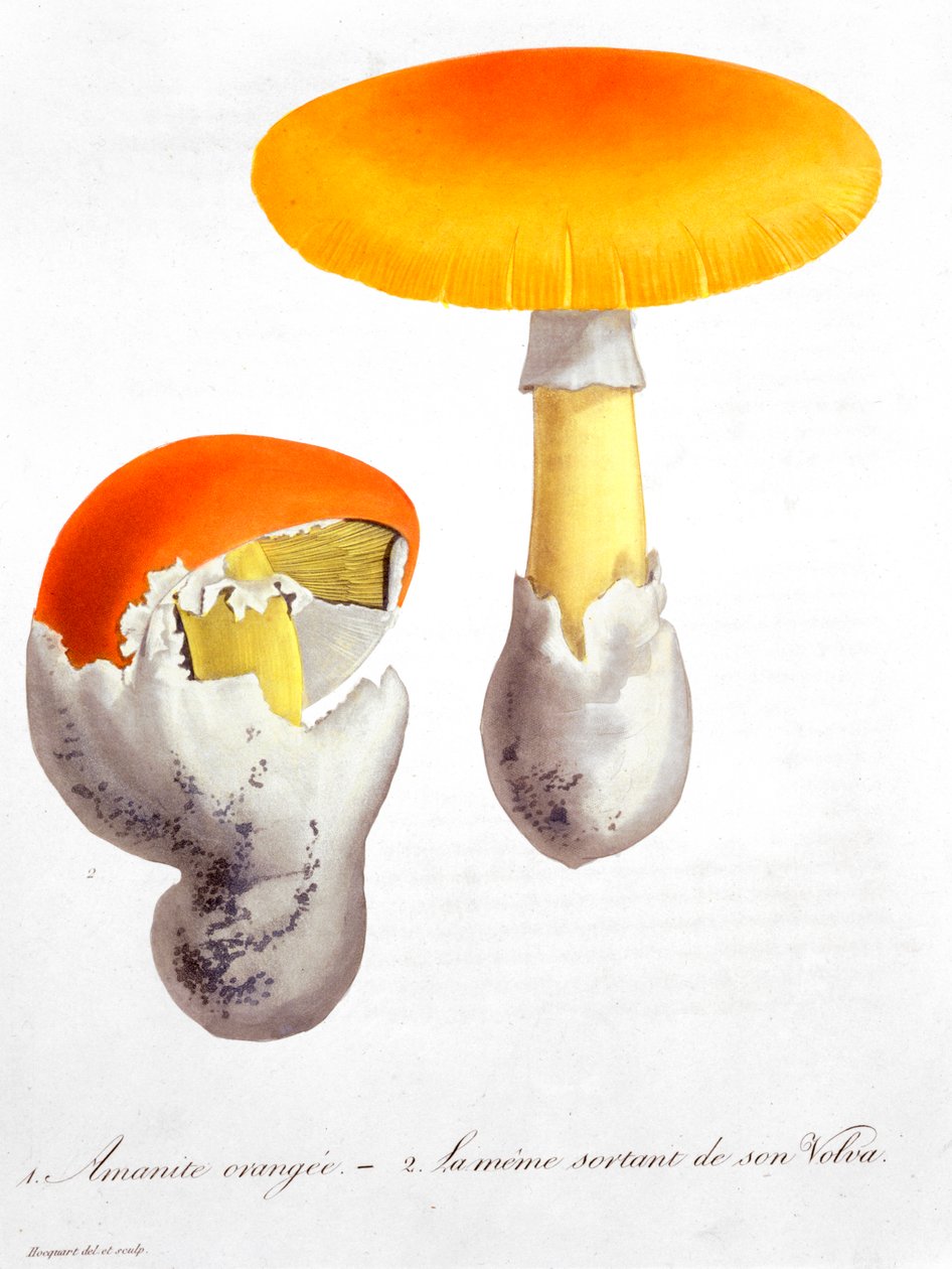 Amanita Caesarea Caesars svamp, 1821 av LFJ Hoquart