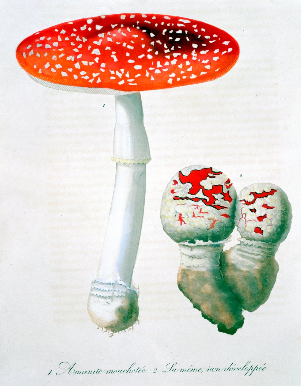 Amanita Muscaria flugsvamp, 1821 av LFJ Hoquart