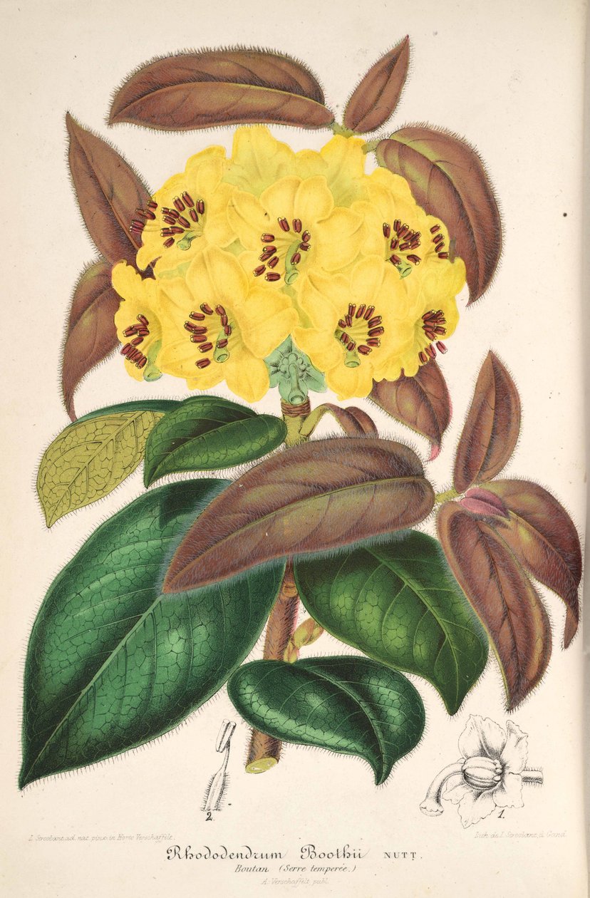 Rhododendron boothii av L’Illustration horticole