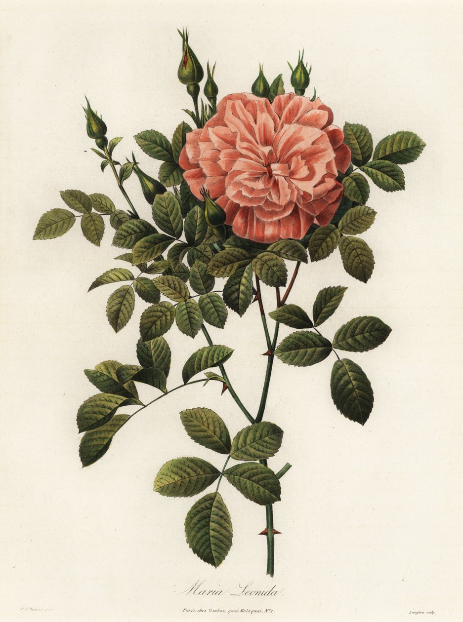 Maria Leonida, hybridros, Rosa bracteata sort av Langlois Langlois