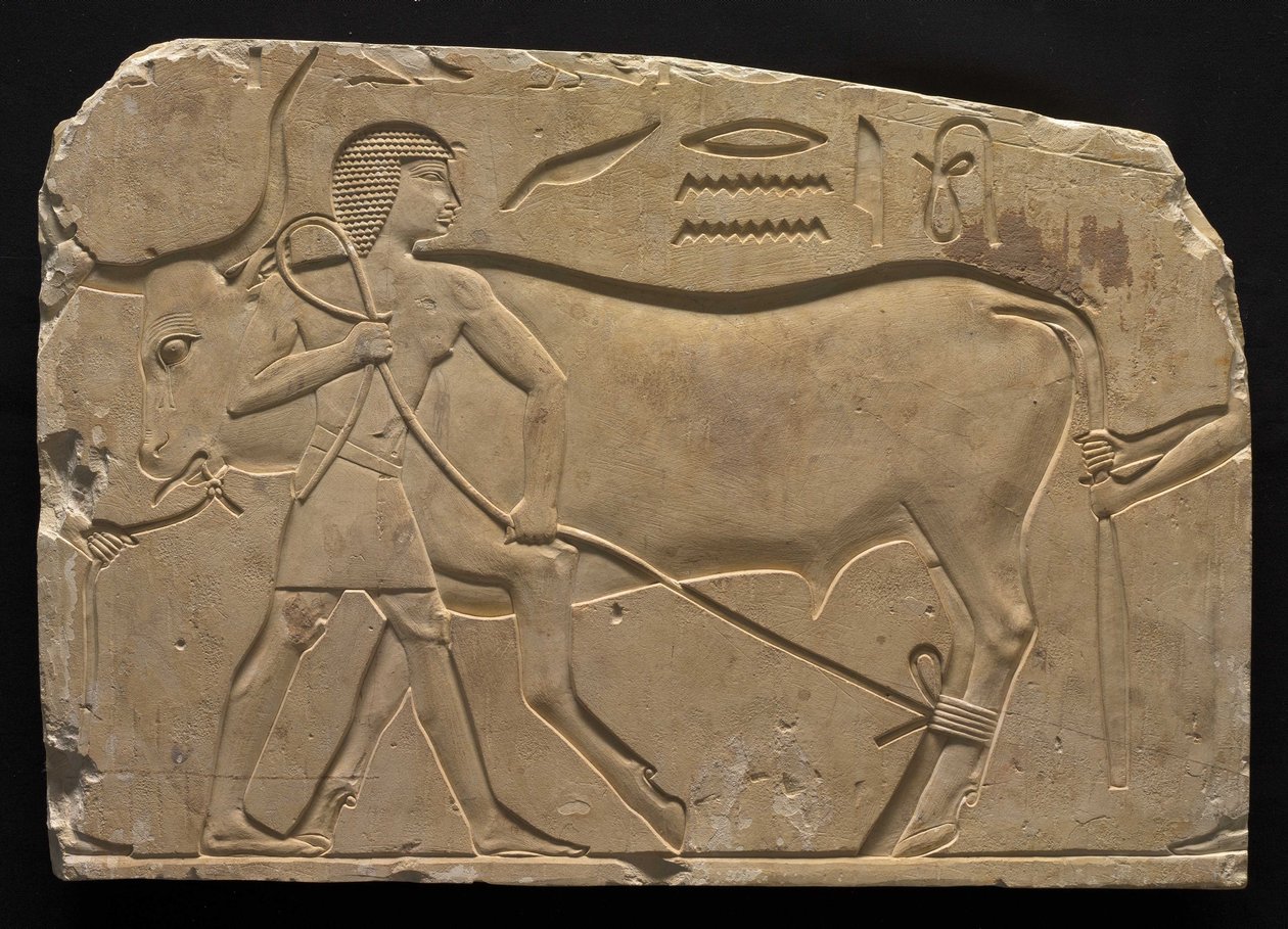 Män som trugar en oxe, 667-647 f.Kr av Late Period Egyptian