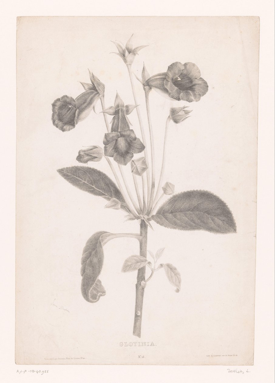Gloxinia Gloyinia (titel på objekt) av Laure Devéria