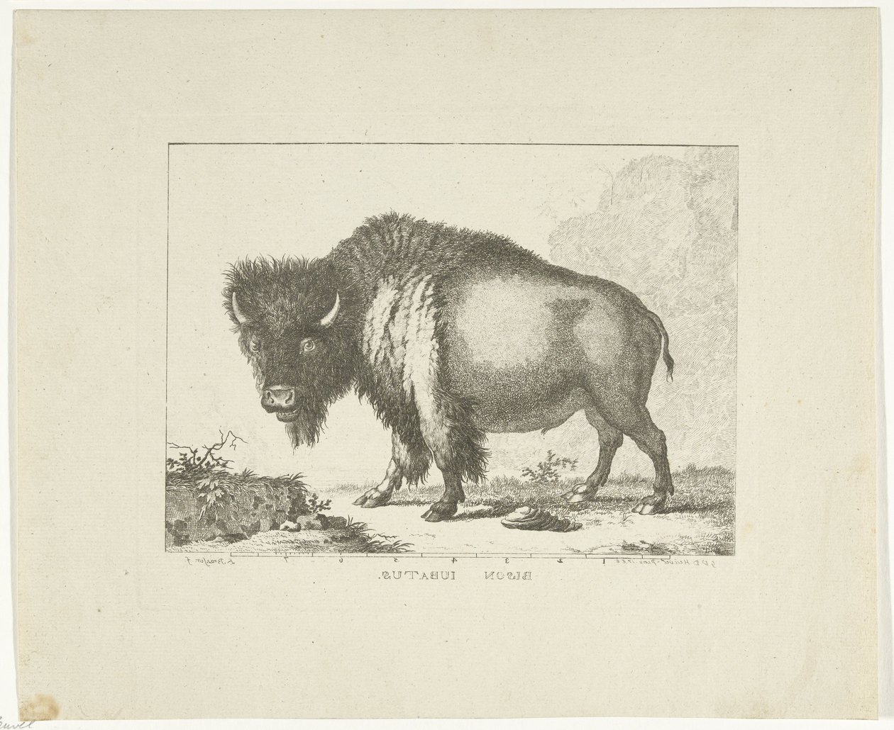 Bison av Leendert Brasser