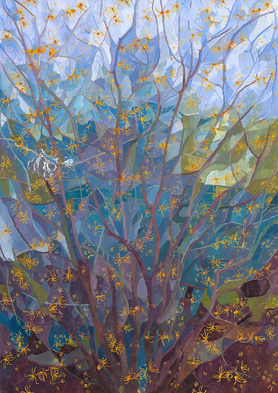 Trollhassel i blom, 2015 av Leigh Glover