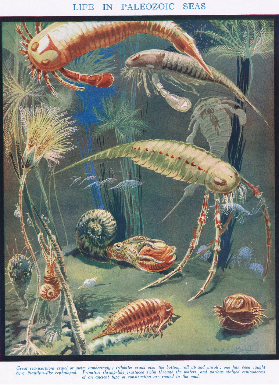 Livet i paleozoiska hav, illustration från "The Science of Life" av Leonard Robert Brightwell