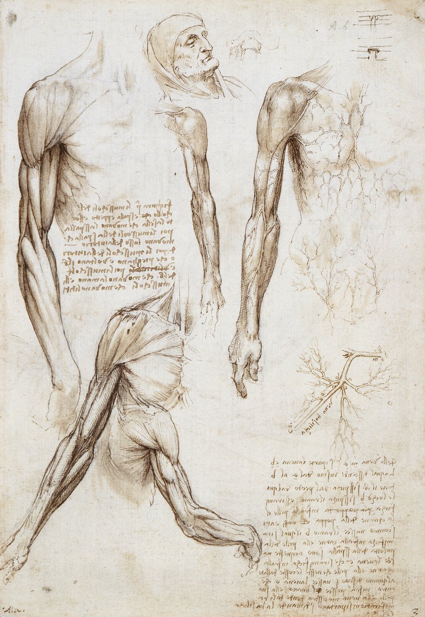 A Dead or Moribund Man in Bust Length av Leonardo da Vinci
