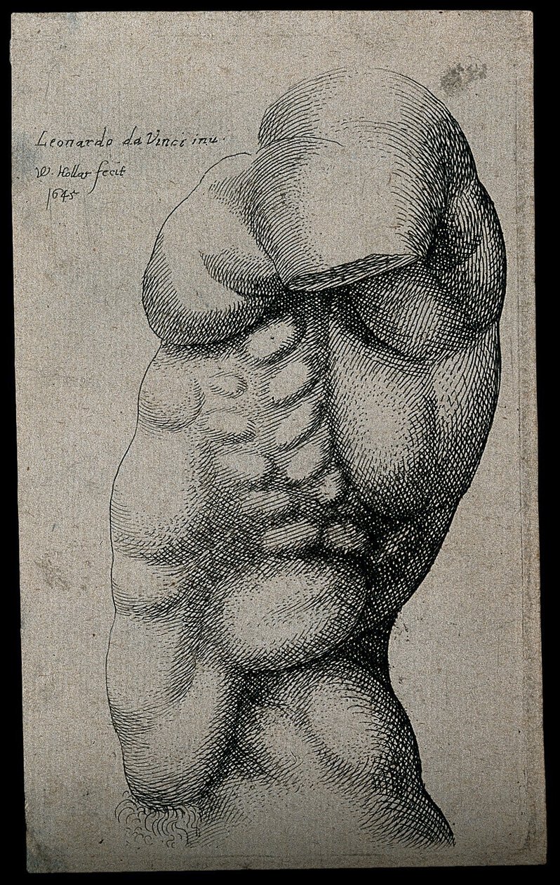 A male torso without an arm av Leonardo da Vinci
