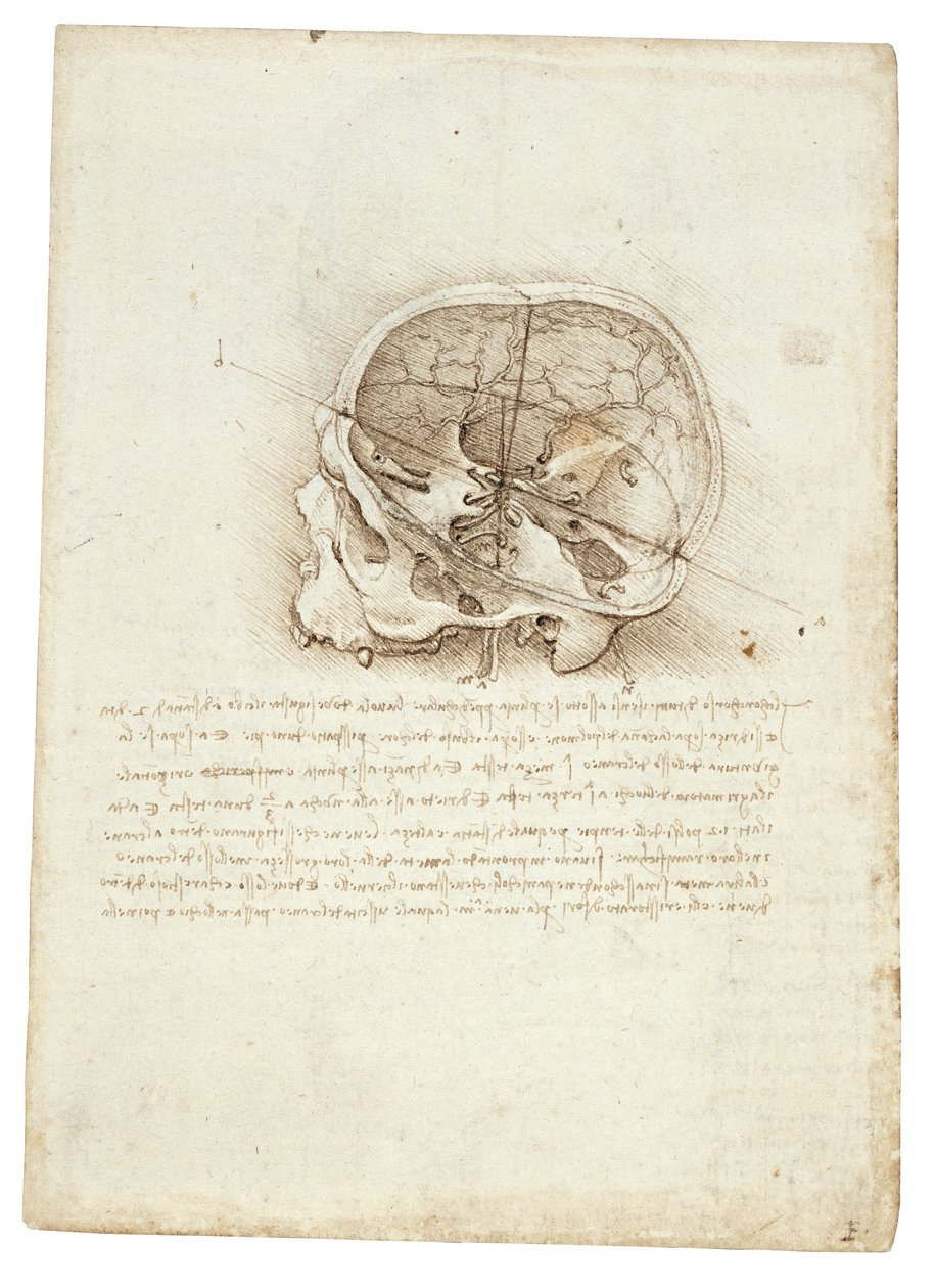 Anatomisk målning av Leonardo Da Vinci - Skull av Leonardo da Vinci