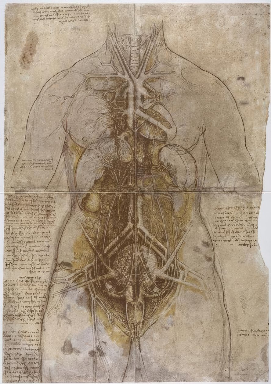 Anatomiestudie av Leonardo da Vinci