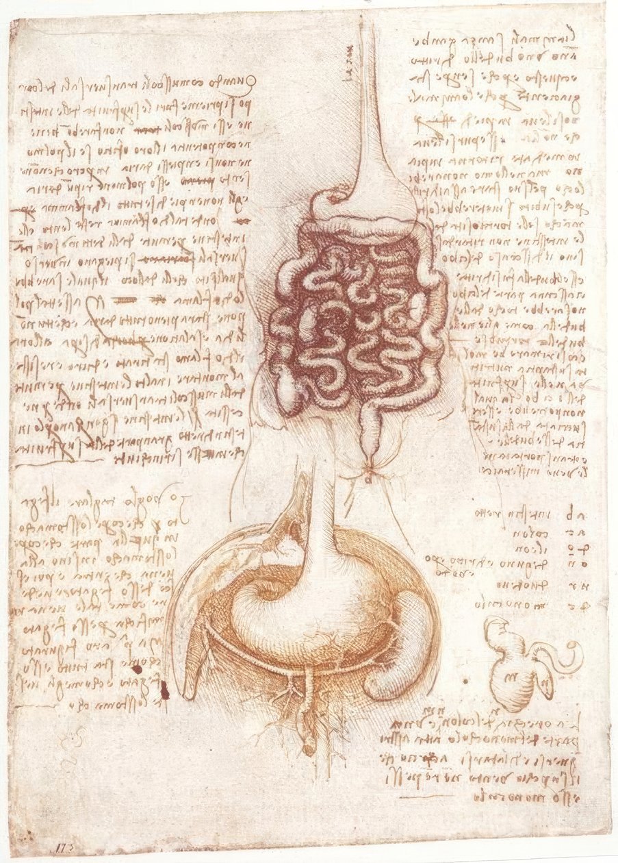 Anatomistudier: Matsmältningssystemet av Leonardo da Vinci