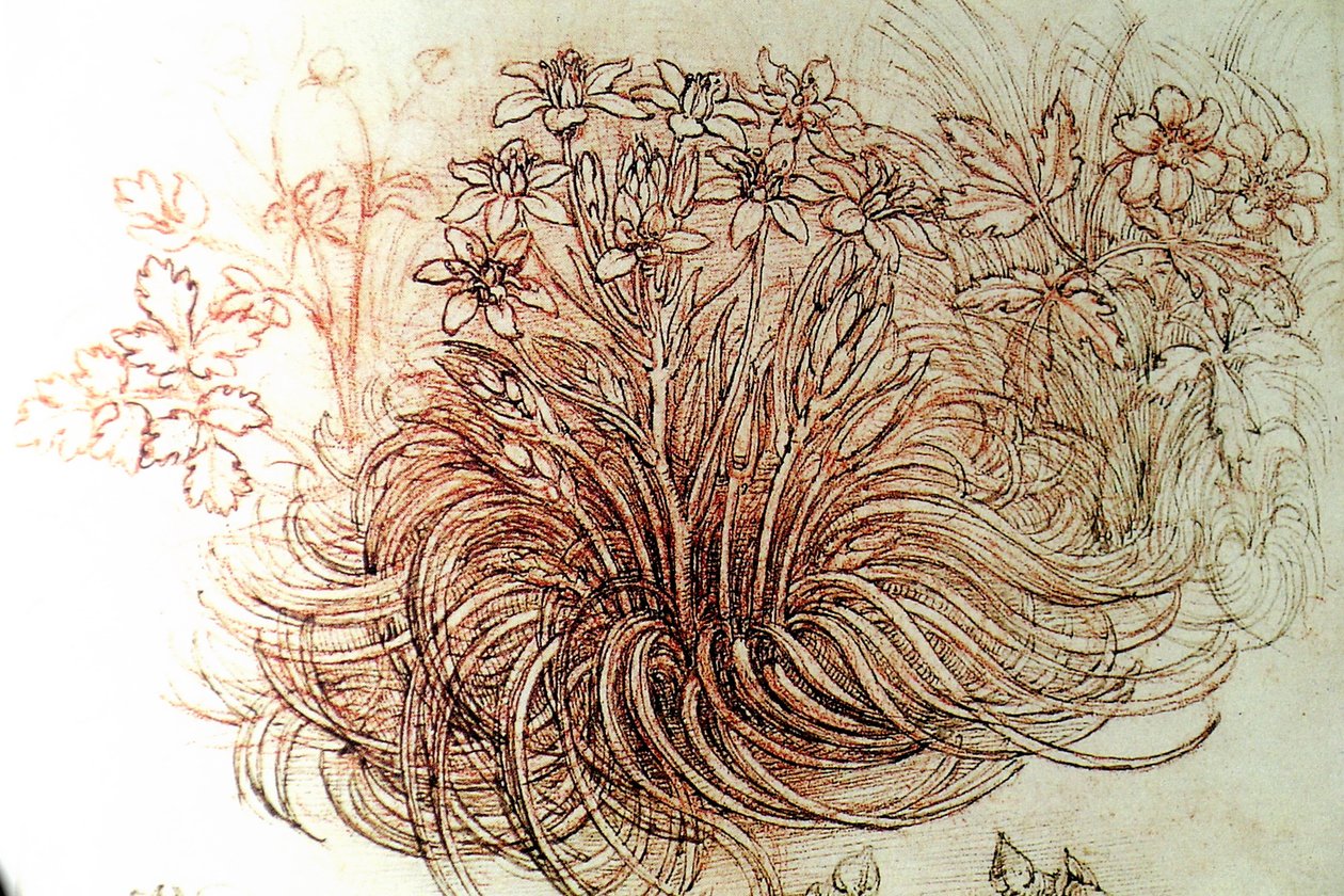 Blumen av Leonardo da Vinci