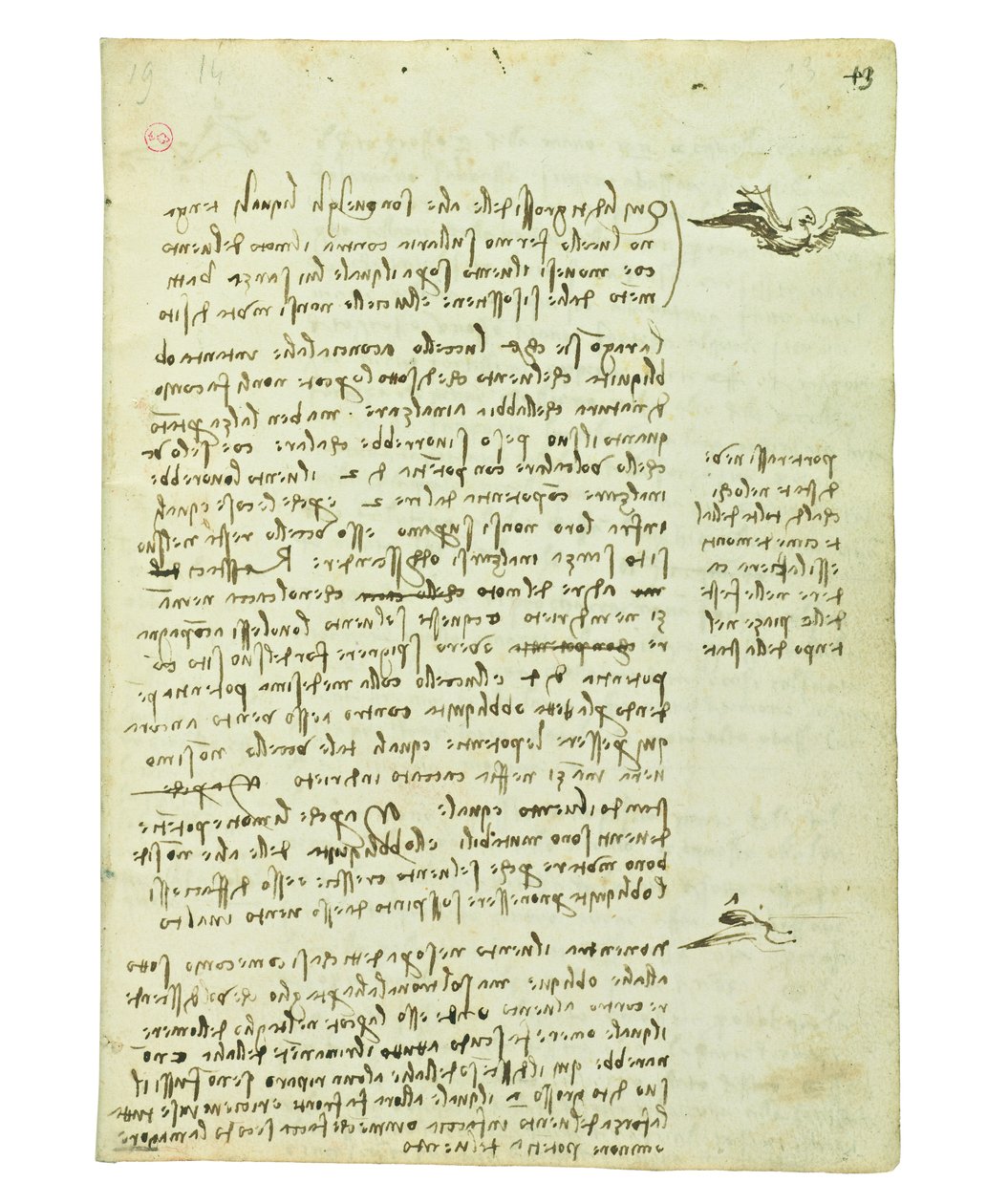 Codex om fåglarnas flykt, Folio 13 recto av Leonardo da Vinci