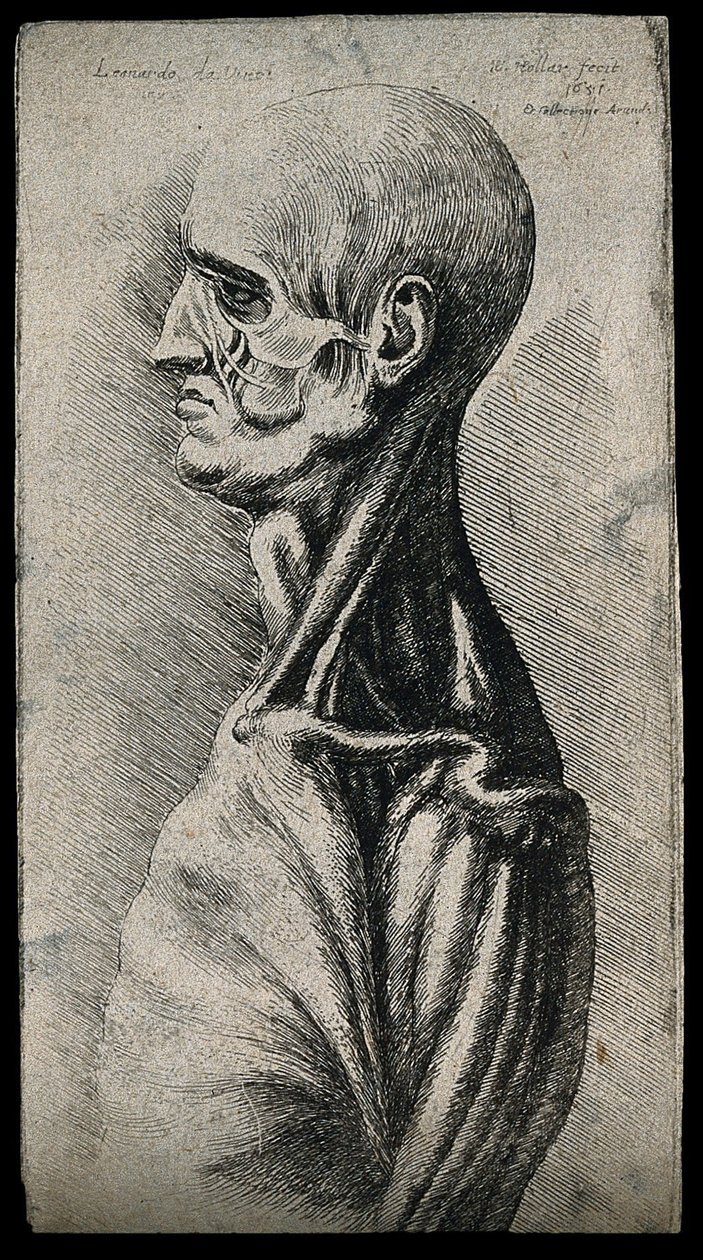 Head and shoulders of a man, seen from the left av Leonardo da Vinci