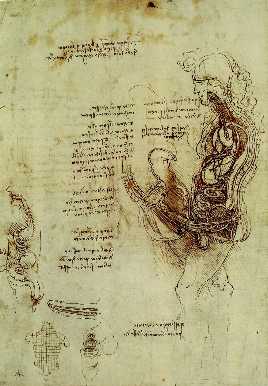 Männergenitalien av Leonardo da Vinci