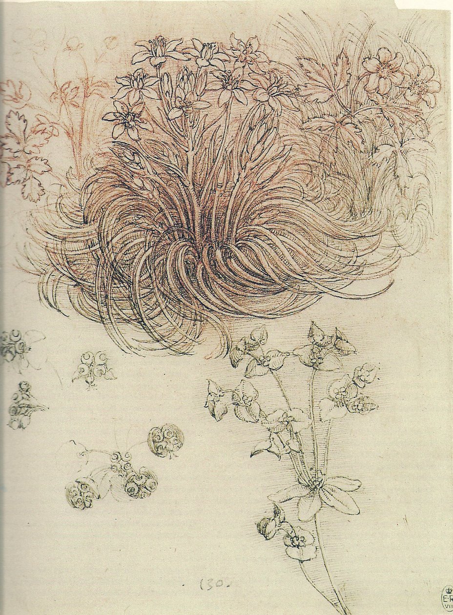 Ornithogalum (Star of Bethlehem) av Leonardo da Vinci