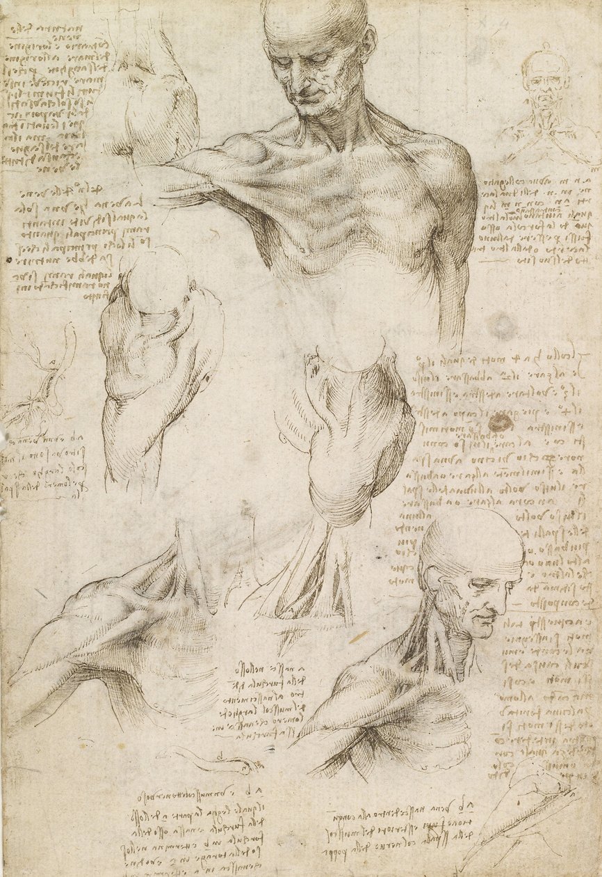 Superficial anatomy of the shoulder and neck (recto) av Leonardo da Vinci