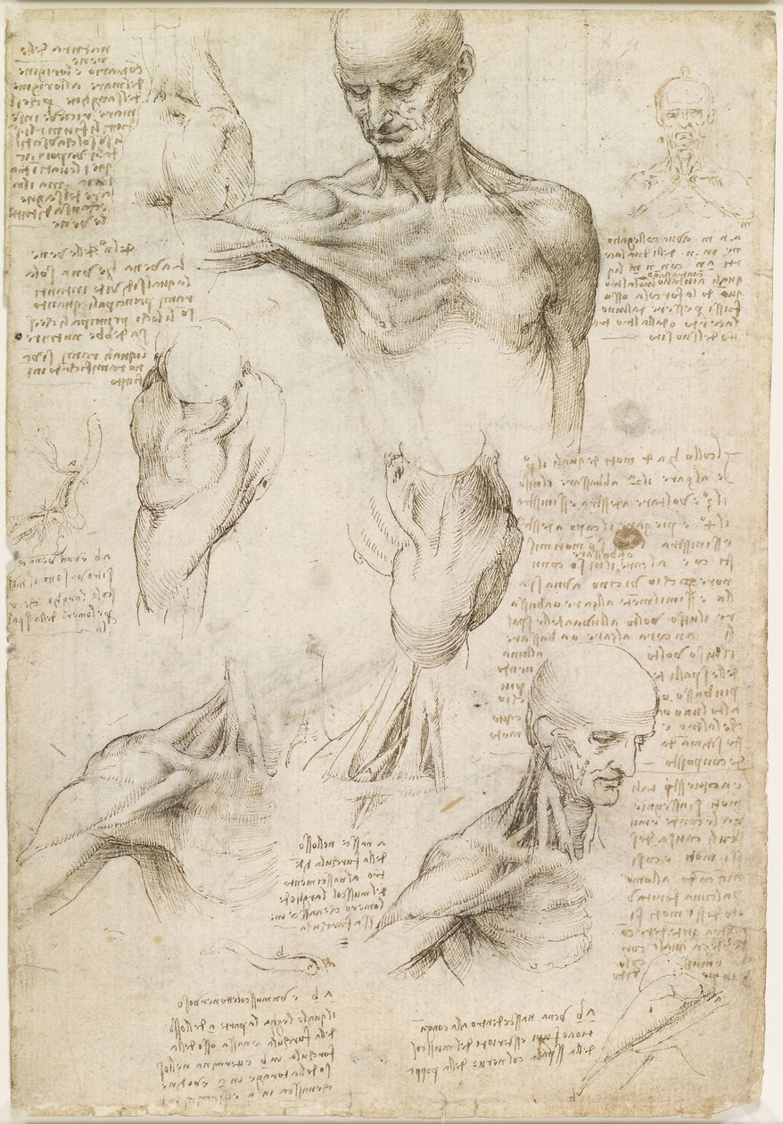 Superficial anatomy of the shoulder and neck (recto) av Leonardo da Vinci