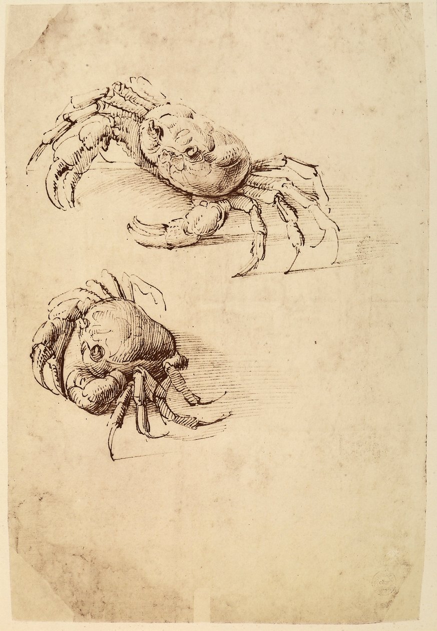 Två krabbor; pennteckning på vitt papper av Leonardo da Vinci bevarad i Wallraf-Richartz-museet i Köln. av Leonardo da Vinci