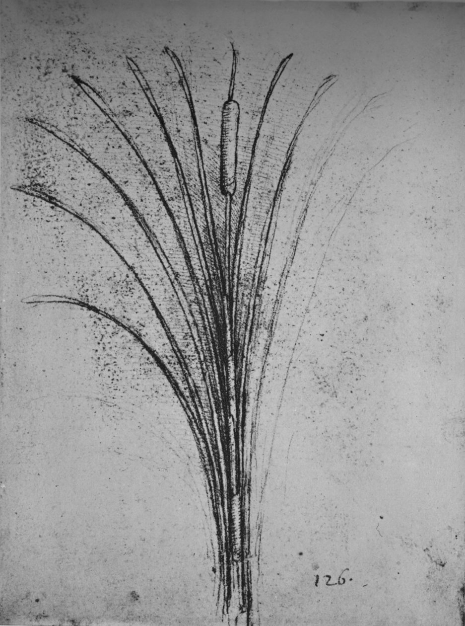 A Bulrush, c1480 1945 av Leonardo da Vinci