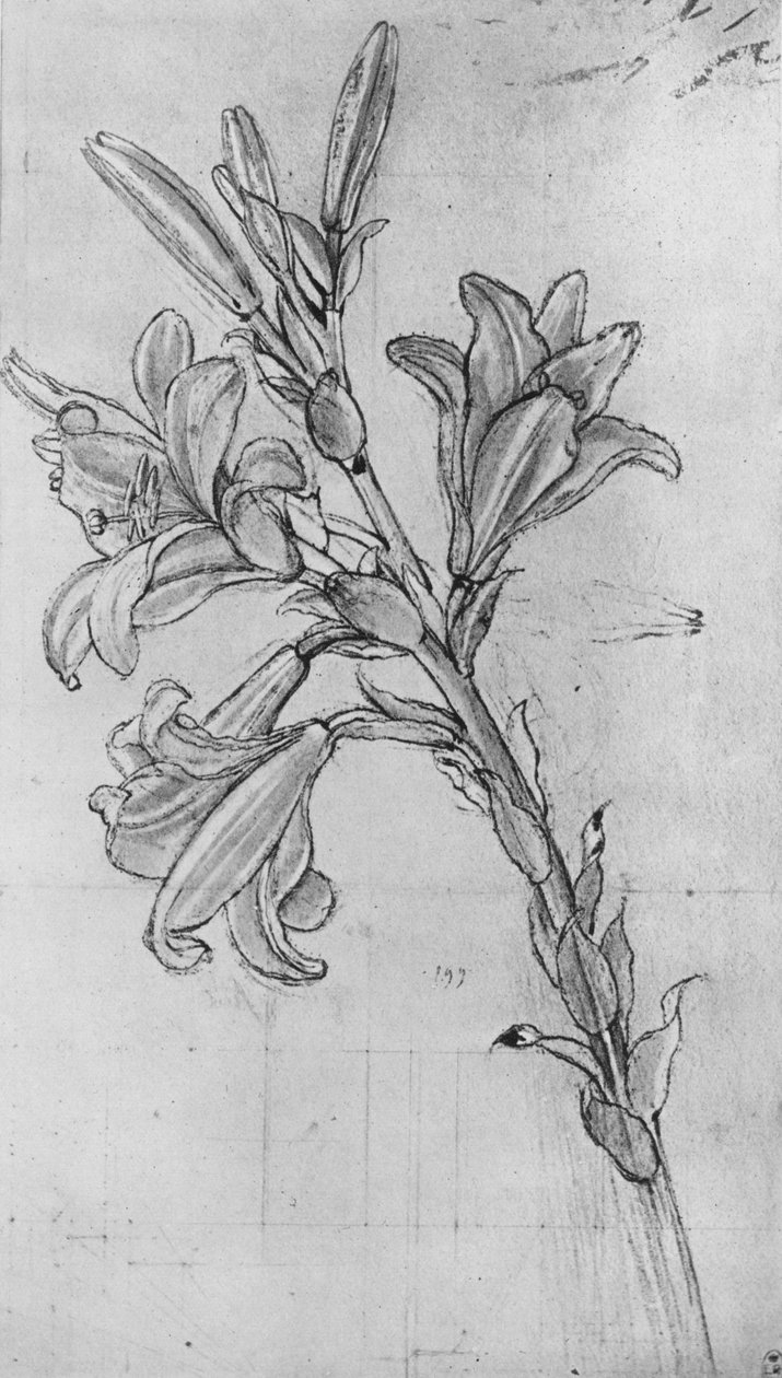 En lilja, c1480 1945 av Leonardo da Vinci
