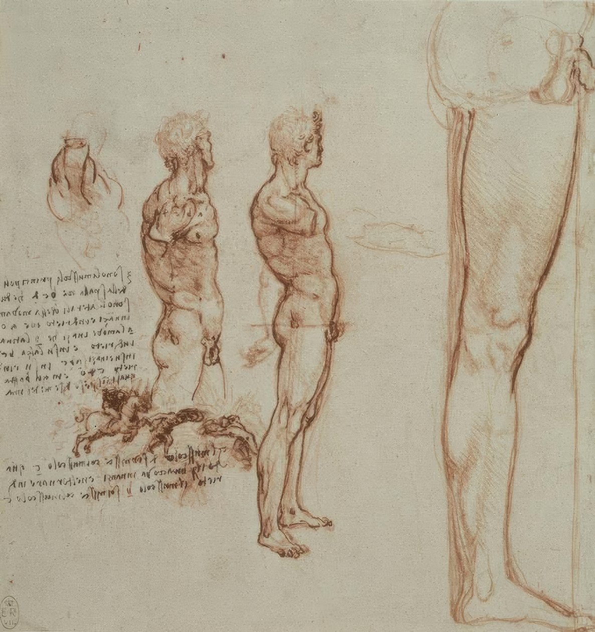 Anatomiestudien av Leonardo da Vinci
