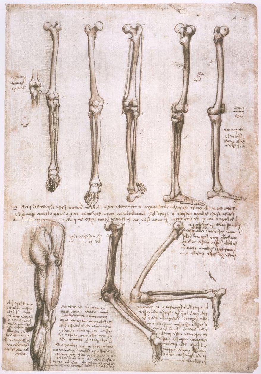 Anatomiestudien av Leonardo da Vinci