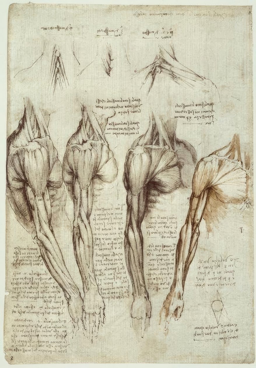 Anatomiestudien av Leonardo da Vinci