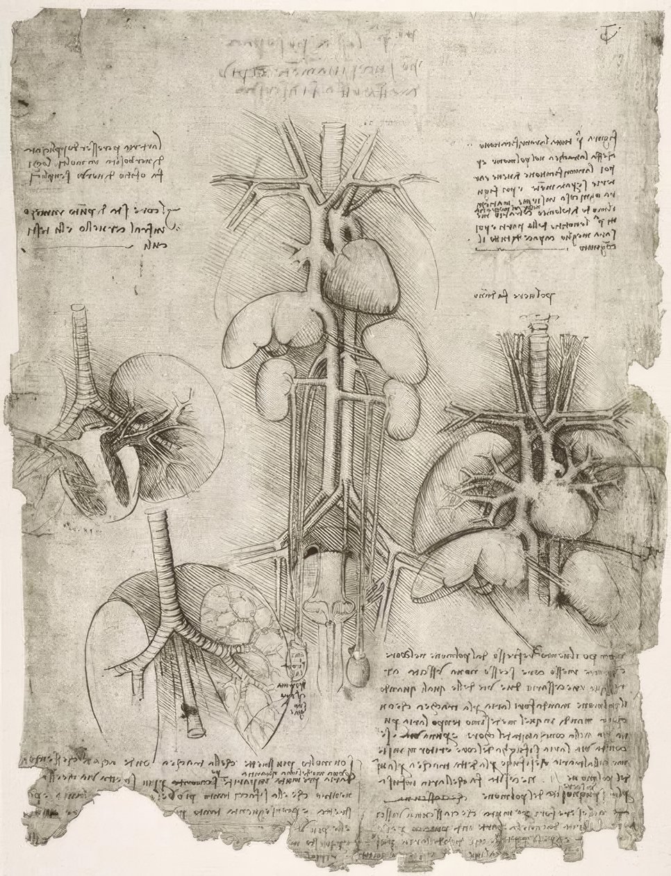 Anatomiestudien av Leonardo da Vinci